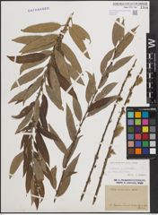 Foto von Salix cinerea L. x Salix viminalis L.